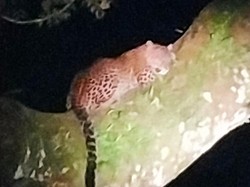 Macan Tutul Terekam Kamera  di Gunung Raung Saat Malam Tahun Baru