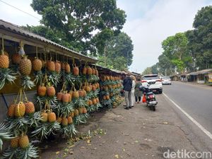 Full Senyum Penjual Nanas Madu Subang di Awal Tahun Full Senyum Penjual Nanas Madu Subang di Awal Tahun