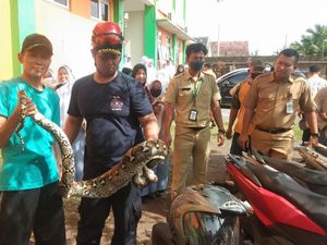 Hiii! Ular Piton 4 Meter Bersarang di Kompleks Sekolah di Klaten
