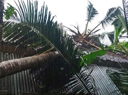 Pohon Tumbang Akibat Angin Kencang Timpa Rumah di Karangasem