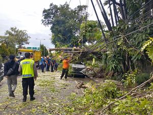 Angin Kencang Akibatkan 20 Pohon Tumbang di Denpasar