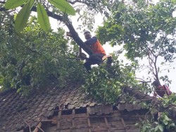 Disapu Angin Kencang, 5 Pohon Tumbang di Tabanan