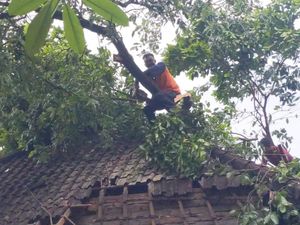 Disapu Angin Kencang, 5 Pohon Tumbang di Tabanan Disapu Angin Kencang, 5 Pohon Tumbang di Tabanan