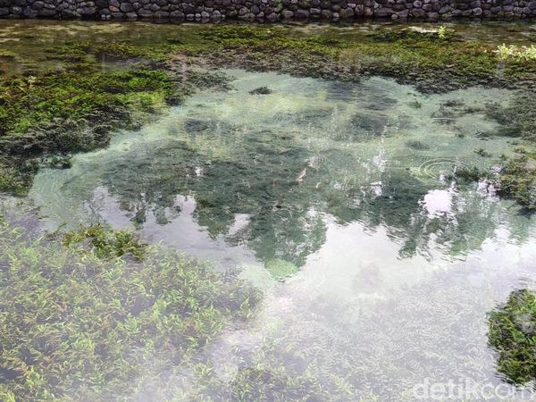 Cari Spot Terbaik Pura Tirta Empul? Lihatlah Kolam Sumber Airnya