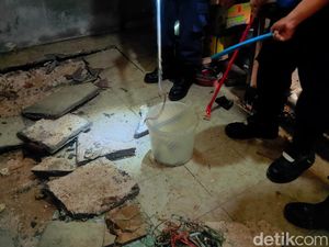 Kobra Bersarang di Rumah Warga Tuban, Tim Rescue Temukan 18 Anakan-24 Telur