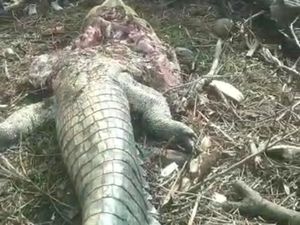 Buaya di Sorong Dibelah Warga gegara Terkam Remaja hingga Tewas