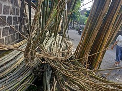Bambu Jajang Diburu Warga untuk Penjor Galungan