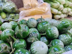 Harga Terong di Ciamis Mendadak Mahal, Aya Naon?