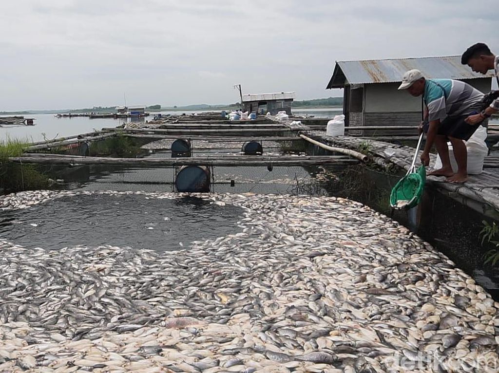 Ratusan Ton Ikan Mati di Waduk Kedung Ombo, Begini Saran Disnakan Boyolali