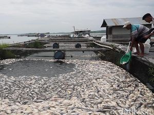 Ratusan Ton Ikan Mati di Waduk Kedung Ombo, Begini Saran Disnakan Boyolali Ratusan Ton Ikan Mati di Waduk Kedung Ombo, Begini Saran Disnakan Boyolali