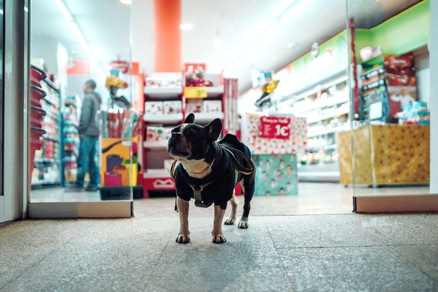 membuka sebuah pet shop adalah hal yang sangat cocok dilakukan di era yang sangat modern ini/Foto: unsplash.com/peterplashkin