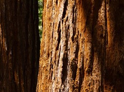 Tentang Pohon Thuba yang Menaungi Seluruh Surga dan Beraroma Kasturi