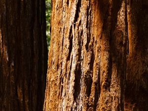 Tentang Pohon Thuba yang Menaungi Seluruh Surga dan Beraroma Kasturi Tentang Pohon Thuba yang Menaungi Seluruh Surga dan Beraroma Kasturi