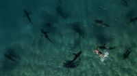 Penampakan Kawanan Hiu Serbu Laut Mediterania, Ada Apa?