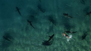 Penampakan Kawanan Hiu Serbu Laut Mediterania, Ada Apa?