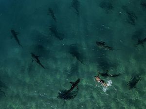 Penampakan Kawanan Hiu Serbu Laut Mediterania, Ada Apa? Penampakan Kawanan Hiu Serbu Laut Mediterania, Ada Apa?