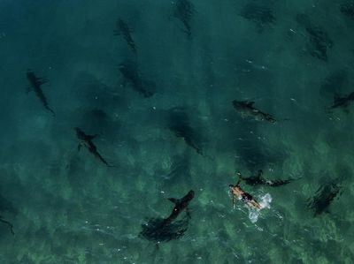 Penampakan Kawanan Hiu Serbu Laut Mediterania, Ada Apa?