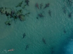 Adegan Horor Hiu Cabik Manusia Terjadi di Laut Israel