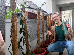 Keren! Pria Indonesia Ini Punya 40 Tanaman Vanilla di Lorong Rusun Singapura