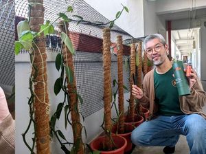 Keren! Pria Indonesia Ini Punya 40 Tanaman Vanilla di Lorong Rusun Singapura Keren! Pria Indonesia Ini Punya 40 Tanaman Vanilla di Lorong Rusun Singapura