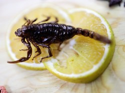 Apa Perbedaan Racun dan Bisa? Cara Menginfeksinya Tak Sama Lo