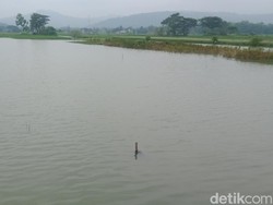100 Ha Sawah di Klaten Selalu Terendam Saat Hujan, Bupati: Kita Sanggup tapi...