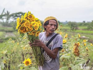 Duh, Panen Bunga Matahari Terkendala Musim Hujan Duh, Panen Bunga Matahari Terkendala Musim Hujan