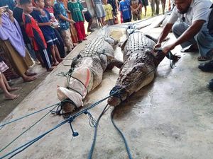 4 Ekor Buaya di Konawe Ditangkap Buntut 2 Warga Tewas Diterkam