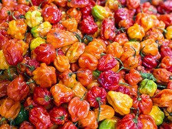 Pencinta Pedas Wajib Cicip 7 Jenis Cabe Ini Minimal Sekali Seumur Hidup