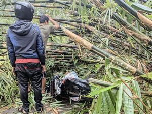Diterpa Angin Kencang, Pohon Bambu di Bogor Tumbang Timpa Pemotor