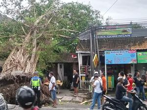 LPM Kuta Kesal Dicueki DLHK: Nunggu Pohon Tumbang Baru Gerak LPM Kuta Kesal Dicueki DLHK: Nunggu Pohon Tumbang Baru Gerak