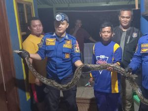 Ular Sanca 2,5 M Ditangkap Saat Memangsa Ternak Warga