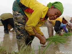 Kisah Rami Berjuang Jadi Pasukan Tandur di Usia Senja