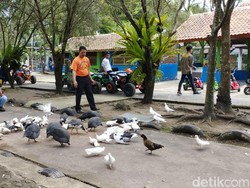 Taman Satwa Cikembulan, Belajar dan Bermain Lebih Dekat dengan Hewan