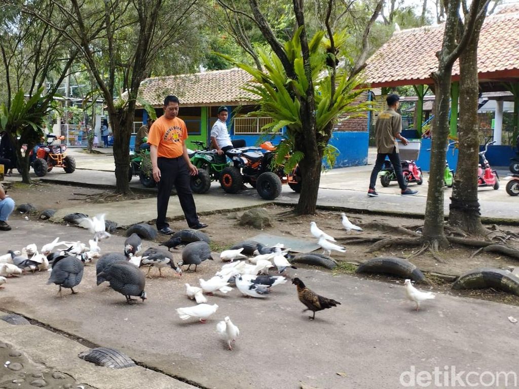 Taman Satwa Cikembulan, Belajar dan Bermain Lebih Dekat dengan Hewan Taman Satwa Cikembulan, Belajar dan Bermain Lebih Dekat dengan Hewan