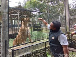 Satwa Taman Wisata Cikembulan Libur Selama Ramadhan 2023