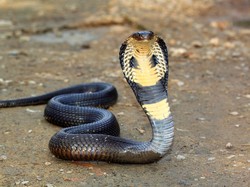 Pertolongan Pertama Saat Digigit Ular Berbisa, Jangan Pakai Bawang Merah