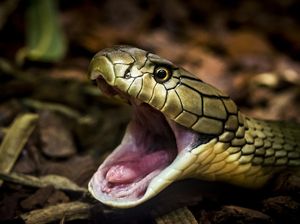 2 Cara Membedakan Ular Berbisa dan Pertolongan Pertama Jika Digigit