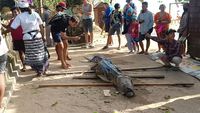 Penampakan Buaya di Pantai Legian yang Jadi Tontonan Turis
