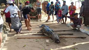 Penampakan Buaya di Pantai Legian yang Jadi Tontonan Turis