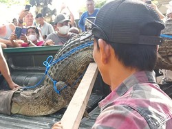 Buaya Terdampar di Bibir Pantai Legian Berasal dari Tahura Ngurah Rai