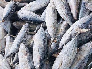 Trenggono Target Ekspor Perikanan 2023 Tembus Rp 116 T