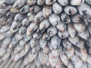 Top! RI Ekspor 483 Kg Ikan Kakap-Tenggiri ke Malaysia & Singapura