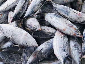 205 Ton Ikan Cakalang RI Meluncur ke Jepang