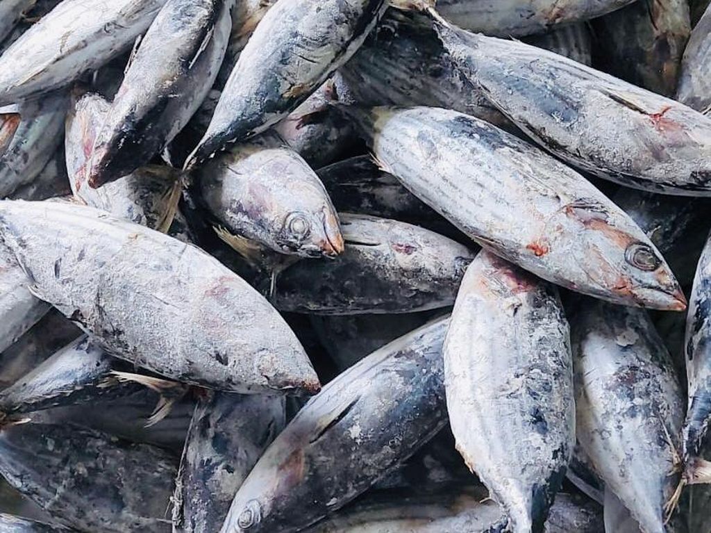205 Ton Ikan Cakalang RI Meluncur ke Jepang 205 Ton Ikan Cakalang RI Meluncur ke Jepang
