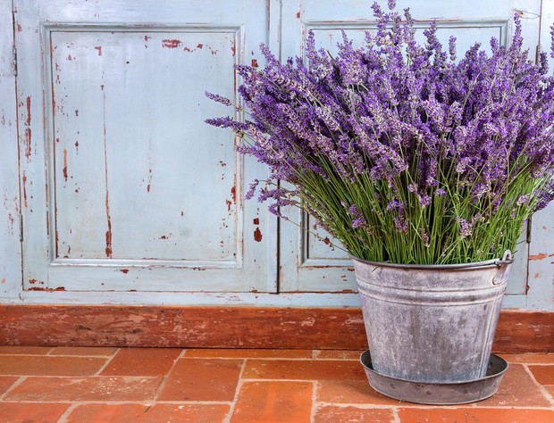 jika kamu menanam lavender di sekitar rumah, maka keberuntungan akan mengalir di hidupmu dan menjauhkan energi negatif/Foto: pinterest.com/southernliving