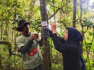50 Camera Trap Dipasang Pantau Macan Tutul di Lereng Raung 50 Camera Trap Dipasang Pantau Macan Tutul di Lereng Raung