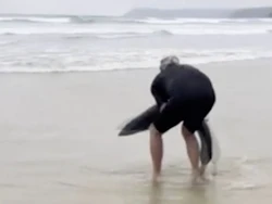 Peselancar Jadi Pahlawan, Selamatkan Hiu Terdampar Balik ke Lautan