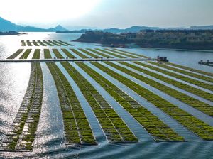 Potret Hamparan Luas Pertanian Hidroponik Musim Dingin di China