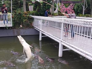 Melihat Buaya di Predator Fun Park Kota Batu, Wisata Edukasi Isi Liburan Melihat Buaya di Predator Fun Park Kota Batu, Wisata Edukasi Isi Liburan
